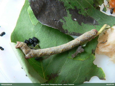 MIERNIKOWCOWATE ZERUJACA GASIENICA 